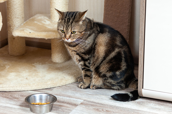 Penyebab Kucing Lemas Tidak Mau Makan Dan Cara Mengatasinya