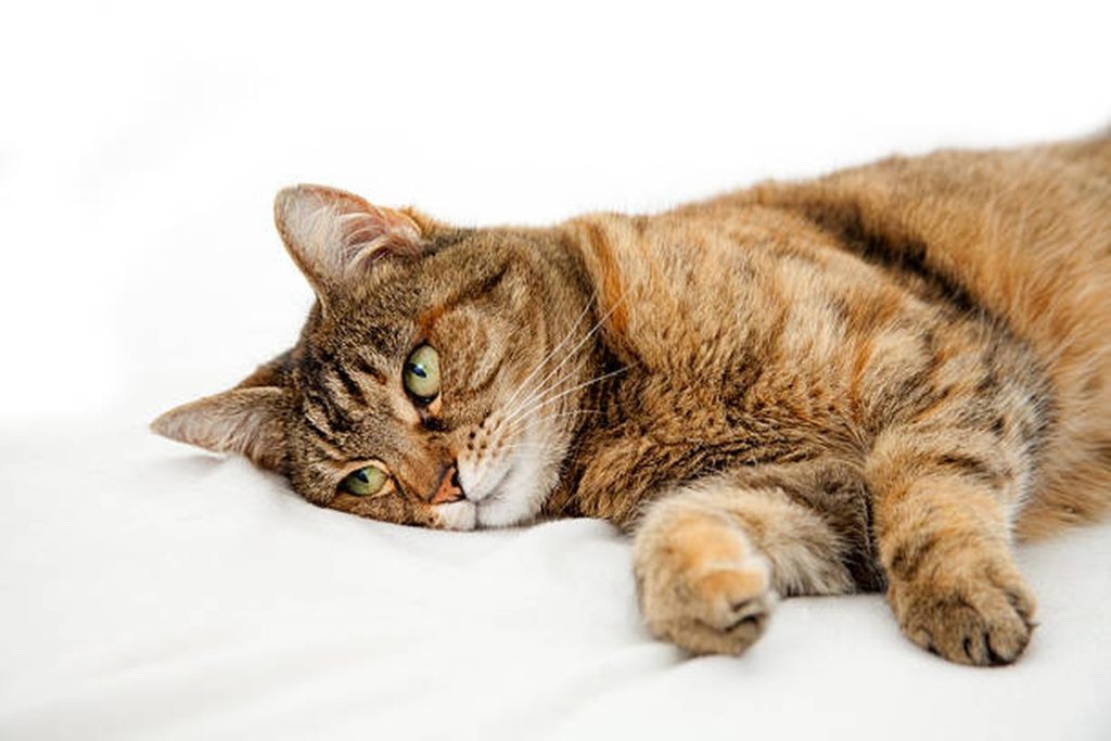 Penyebab Kucing Lemas Tidak Mau Makan Dan Cara Mengatasinya