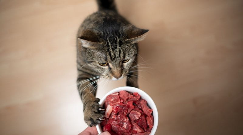 Apakah raw food bagus untuk anak kucing