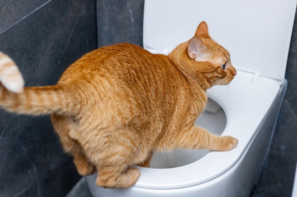 gambar 1 daun sirsak untuk kucing susah kencing