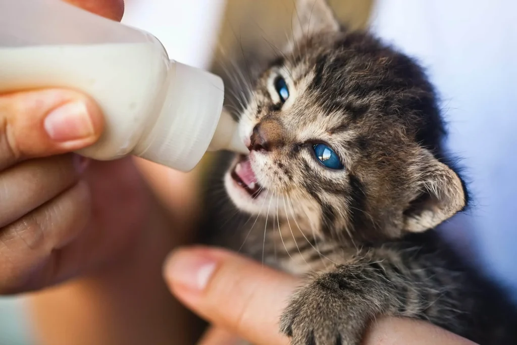 Perbedaan Susu Sapi Dan Susu Kambing Untuk Kucing perbedaan susu sapi dan susu kambing untuk kucing
