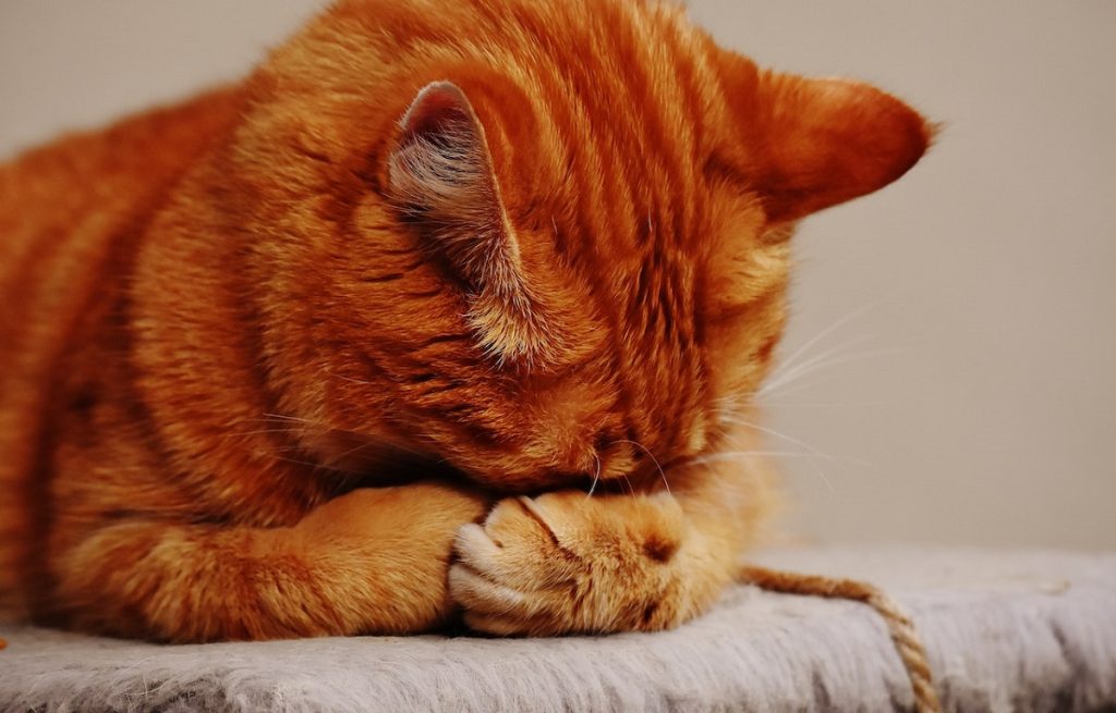 Penyebab Kucing Lemas Tidak Mau Makan Dan Cara Mengatasinya