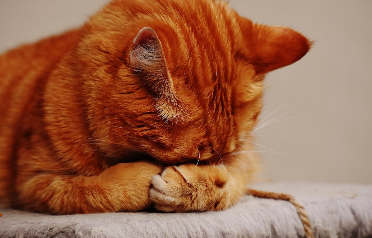 Rekomendasi Makanan Kucing Sakit Susah Kencing Penyebab Kucing Lemas Tidak Mau Makan Dan Cara Mengatasinya