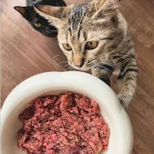 Apakah Raw Food Bagus Untuk Anak Kucing?