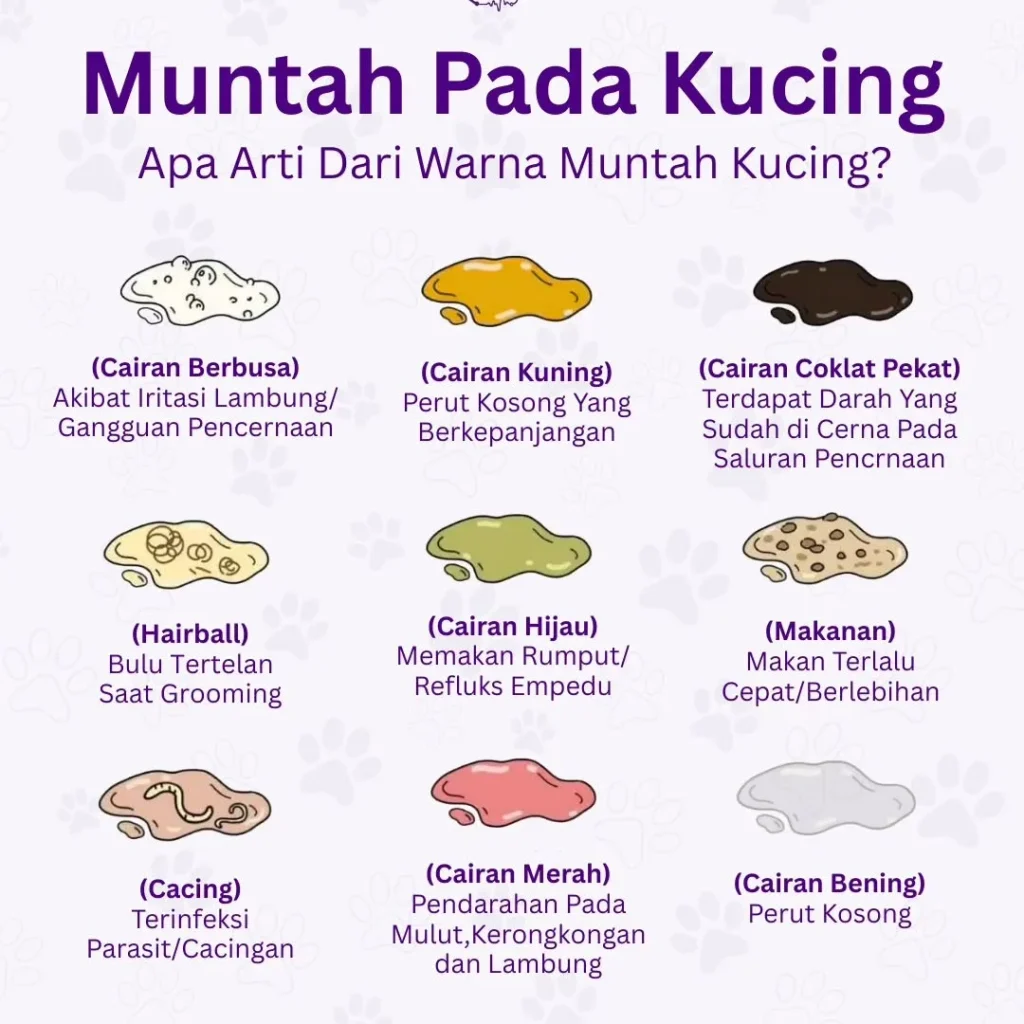 Kenali Gejala Muntah Pada Kucing
