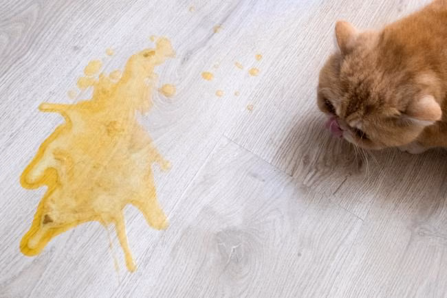 Gejala Muntah Pada Kucing