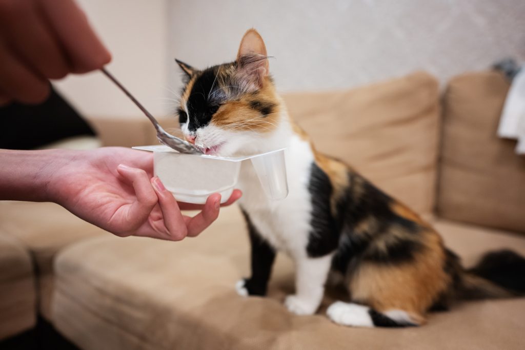 Rekomendasi Makanan Kucing Sakit Susah Kencing Rekomendasi makanan kucing sakit susah kencing