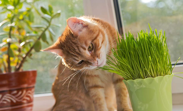 Manfaat catnip untuk kucing