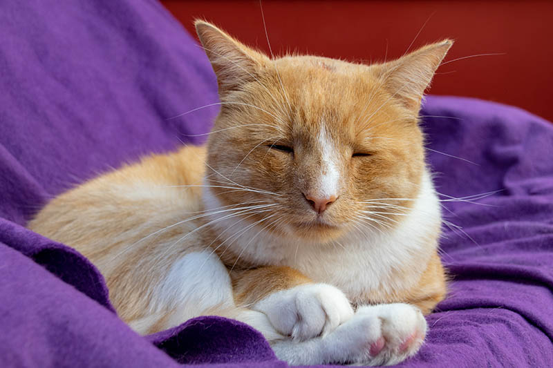 ginger cat with swollen and wounded nose andi111 shutterstock